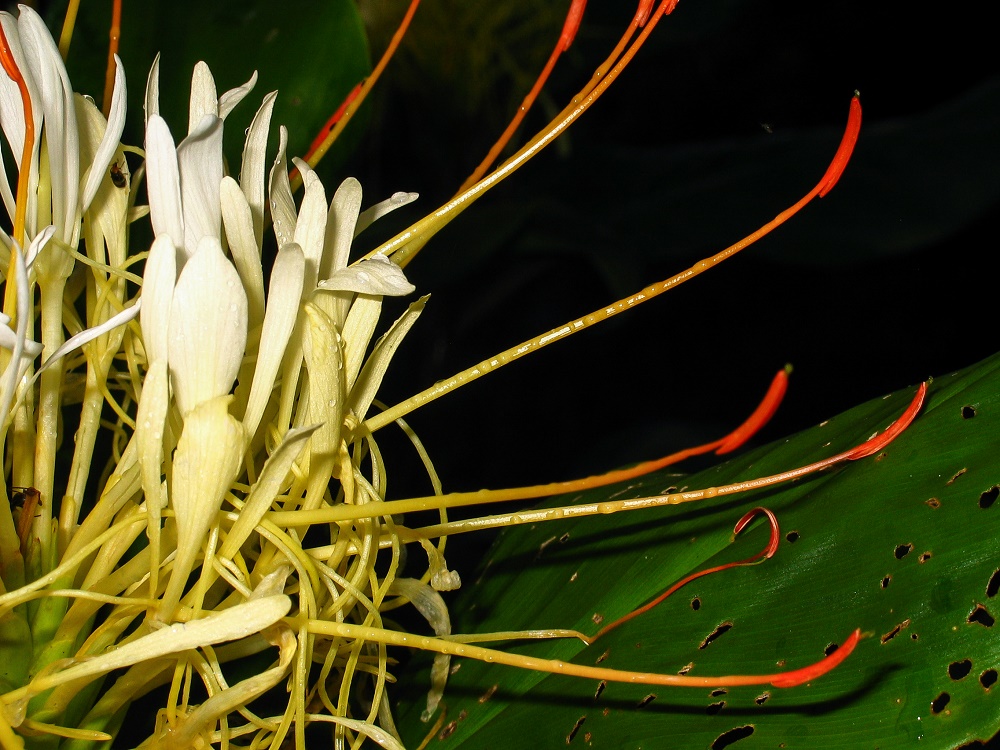 ตาเหิน Hedychium ellipticum Hamm ex Sm.<br/>Zingiberaceae